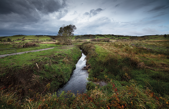 Stream of Cats © Ben Taylor